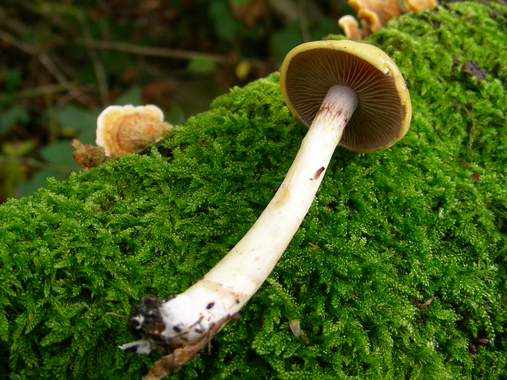 Mi sembra ...(mini quiz.)